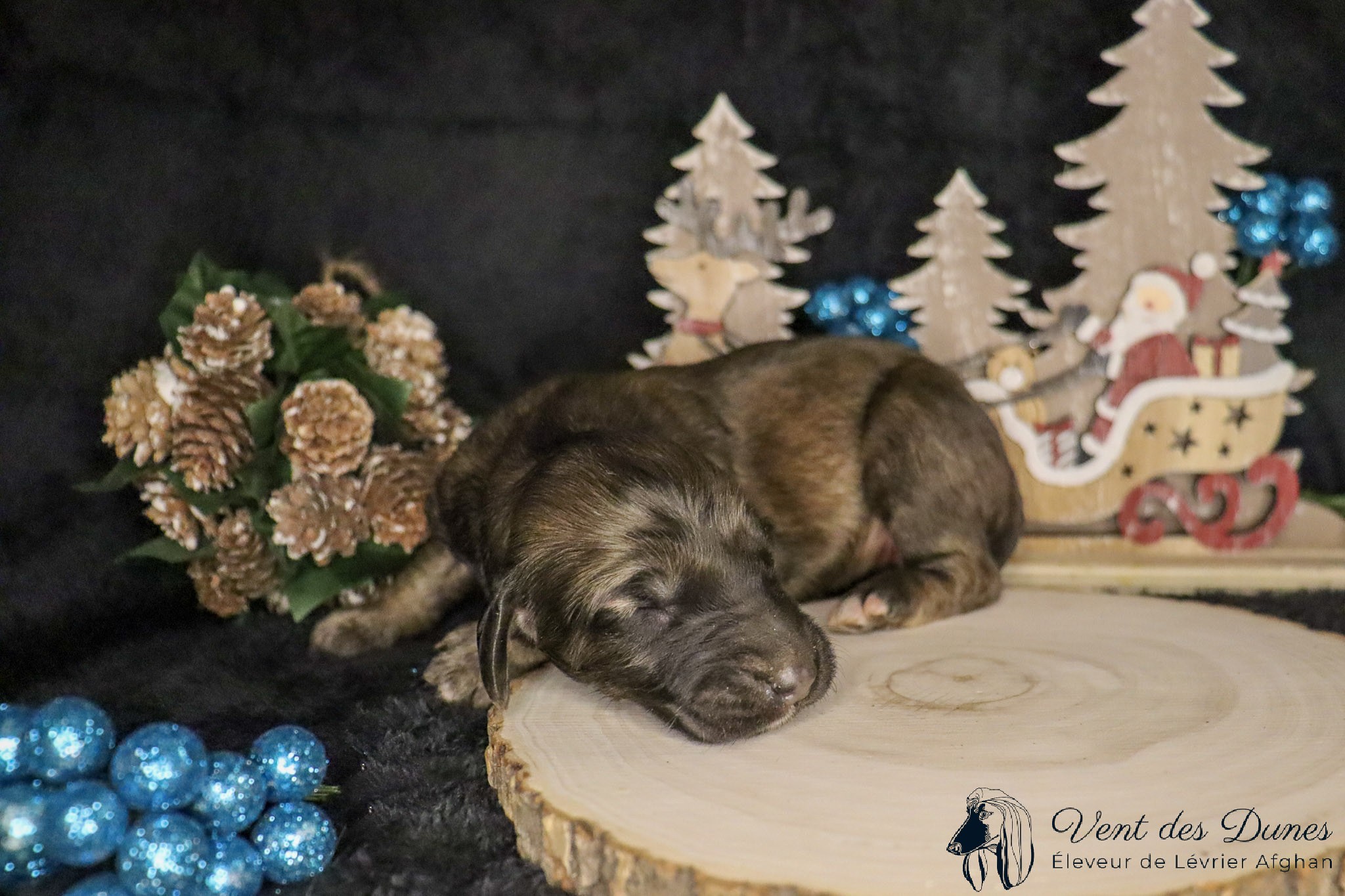 Bebe levrier afghan femelle red brindle ou dark brindle 2021 12 04 1 