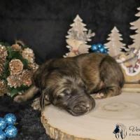 Bebe levrier afghan femelle red brindle ou dark brindle 2021 12 04 1 