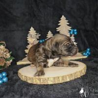 Bebe levrier afghan femelle red brindle ou dark brindle 2021 12 04 2 