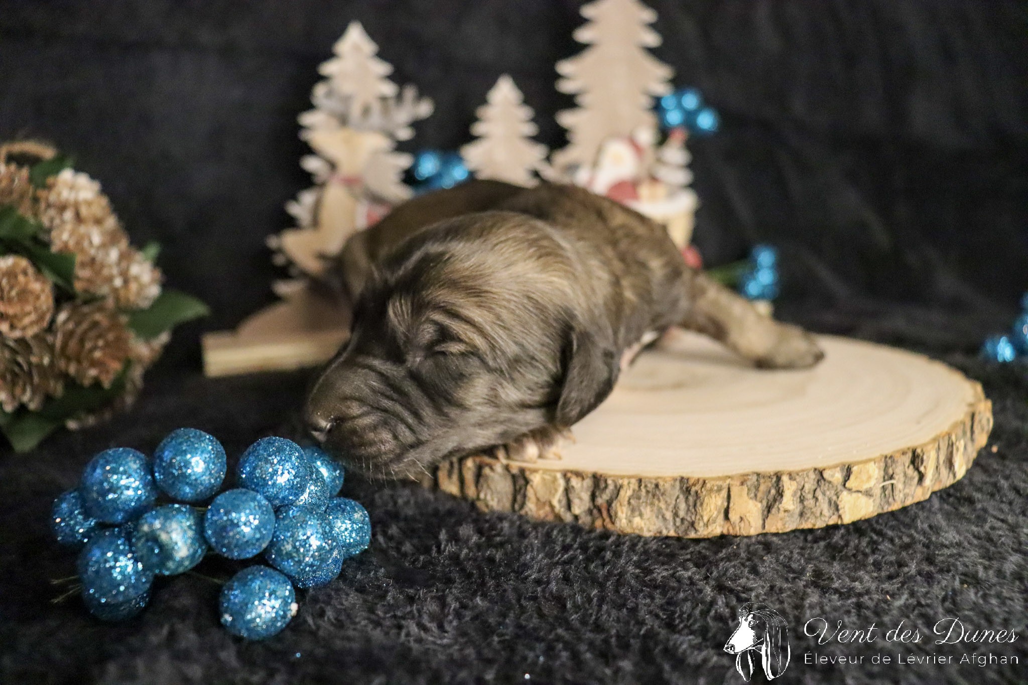 Bebe levrier afghan femelle red brindle ou dark brindle 2021 12 04 3 