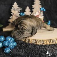 Bebe levrier afghan femelle red brindle ou dark brindle 2021 12 04 3 