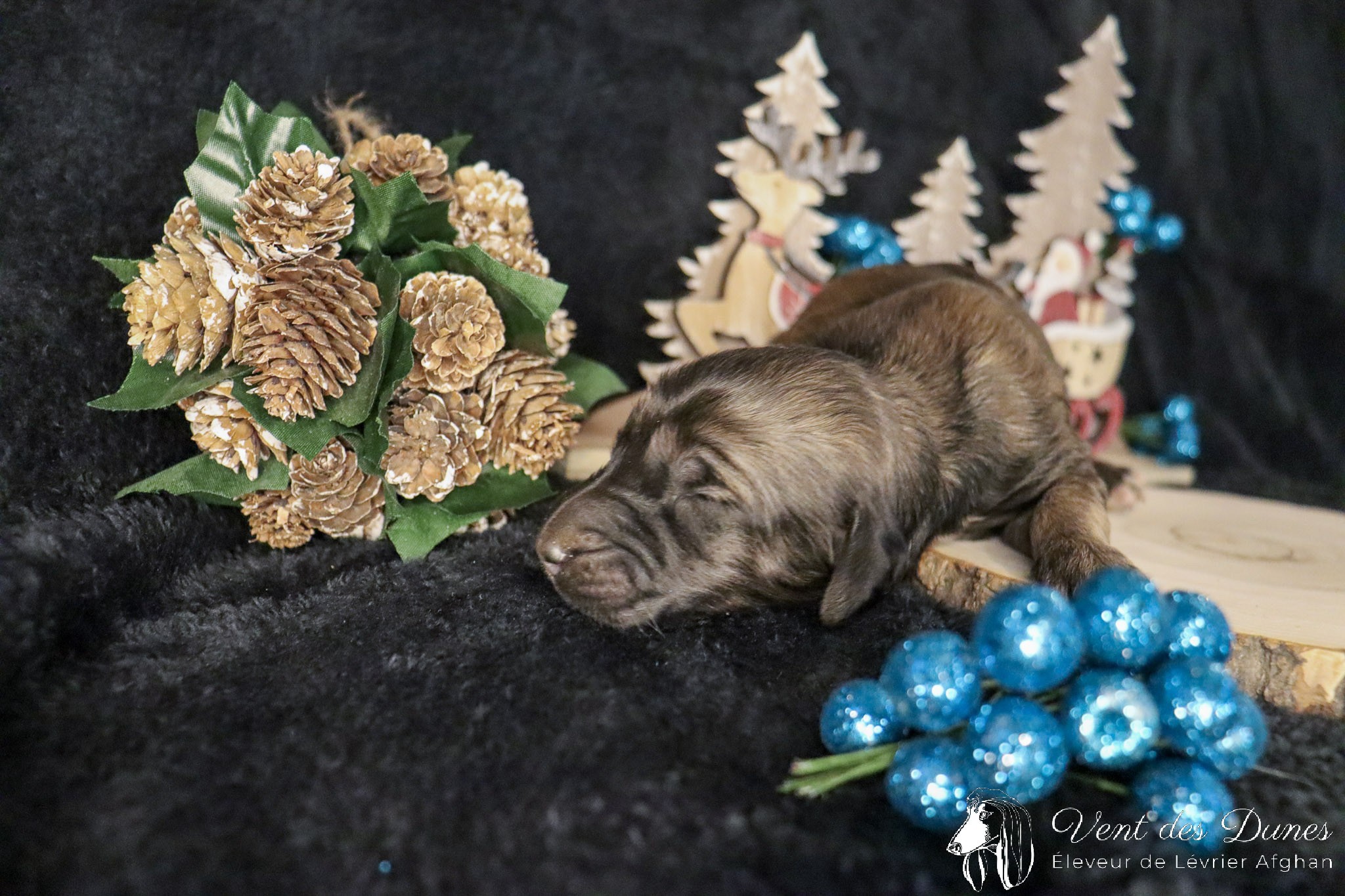 Bebe levrier afghan femelle red brindle ou dark brindle 2021 12 04 4 