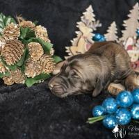 Bebe levrier afghan femelle red brindle ou dark brindle 2021 12 04 4 