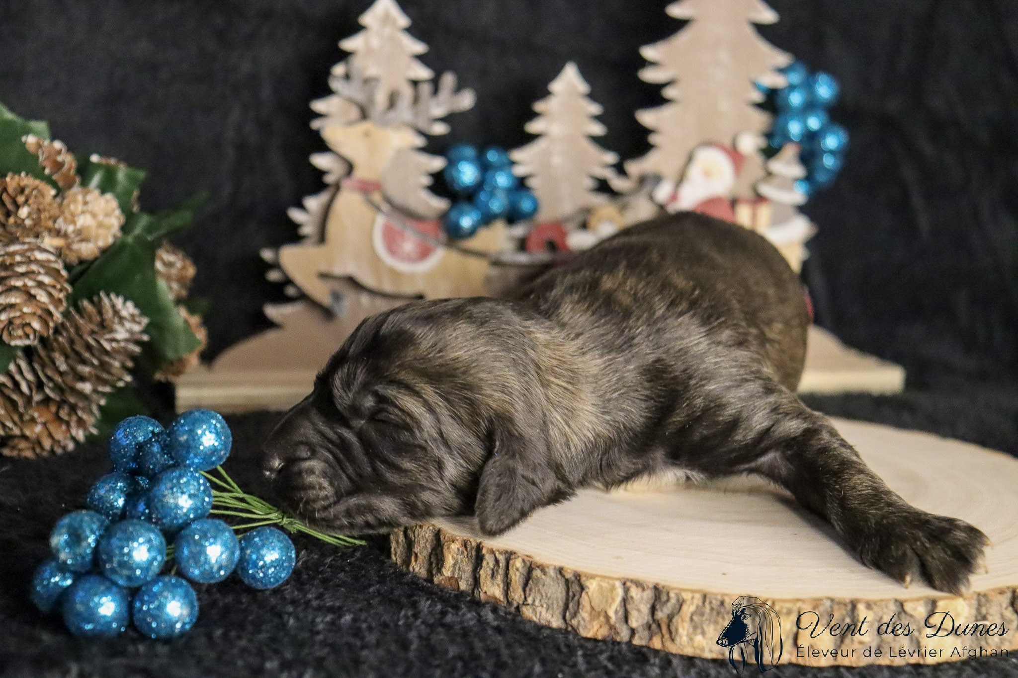 Bebe levrier afghan male dark brindle 2021 12 04 1 