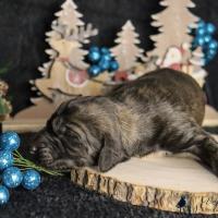 Bebe levrier afghan male dark brindle 2021 12 04 1 