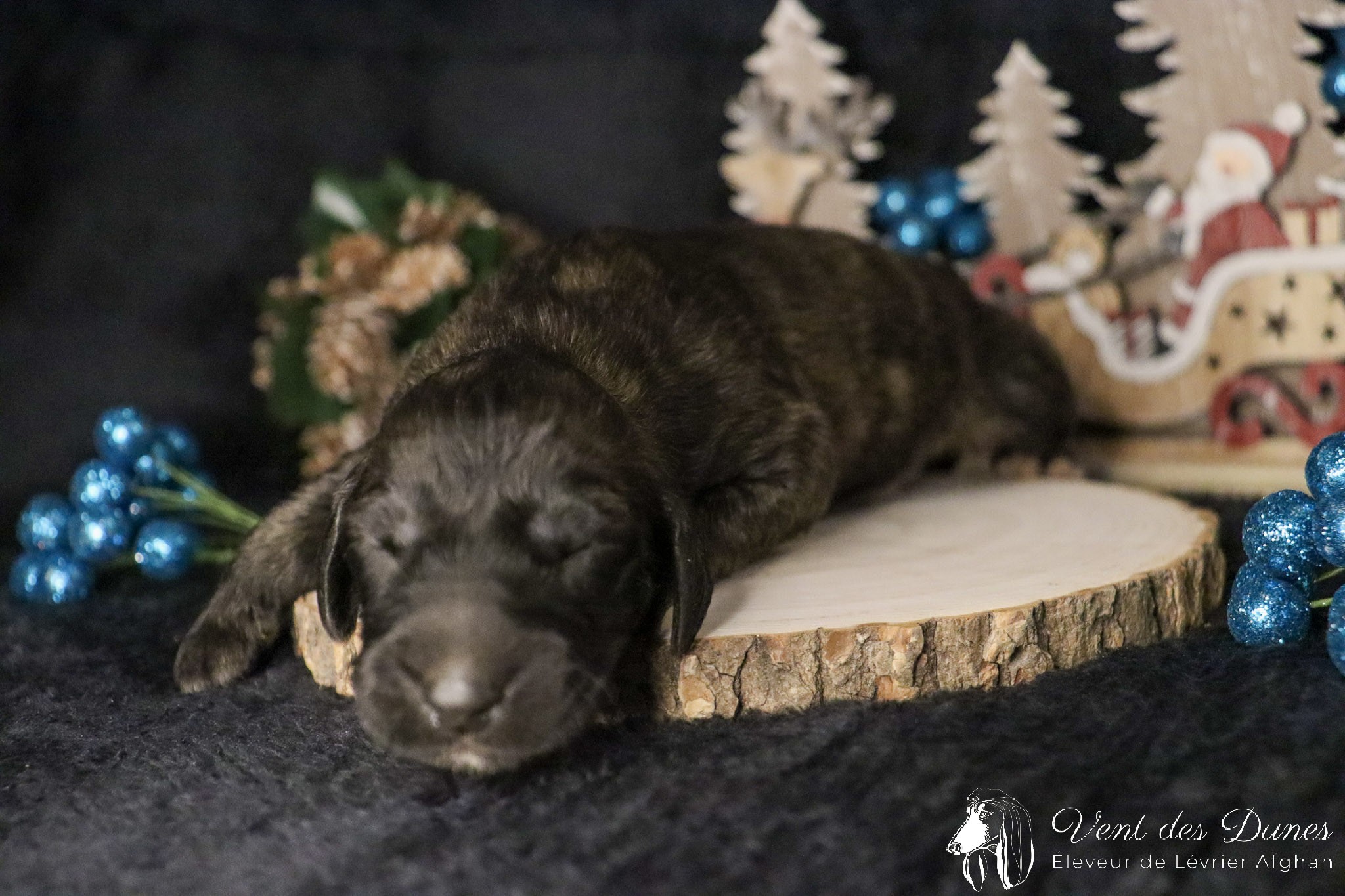 Bebe levrier afghan male dark brindle 2021 12 04 2 