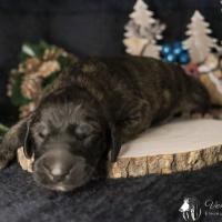 Bebe levrier afghan male dark brindle 2021 12 04 2 