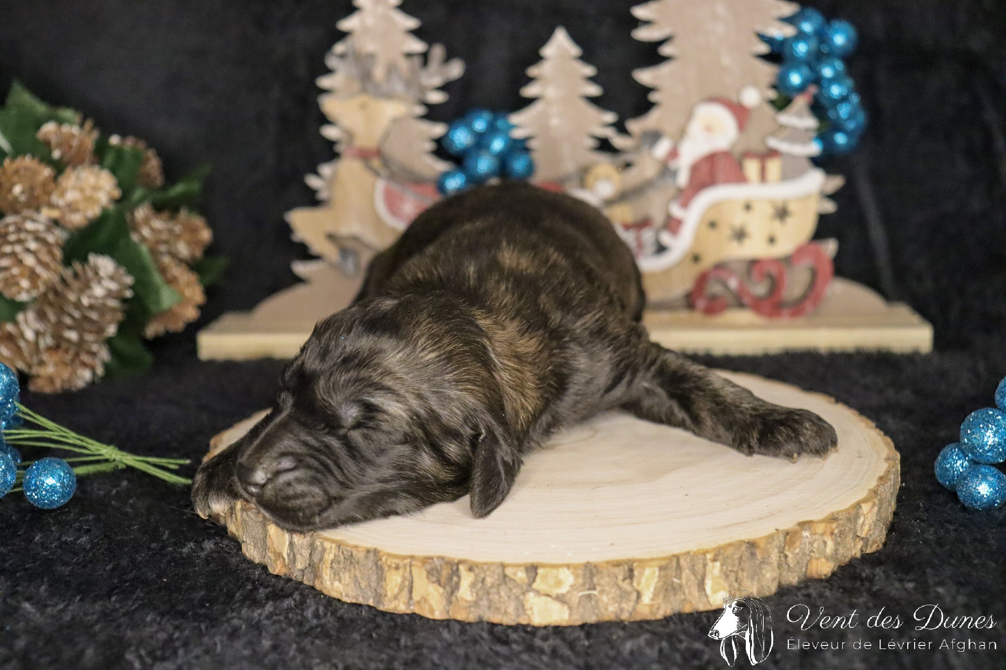 Bebe levrier afghan male dark brindle 2021 12 04 3 