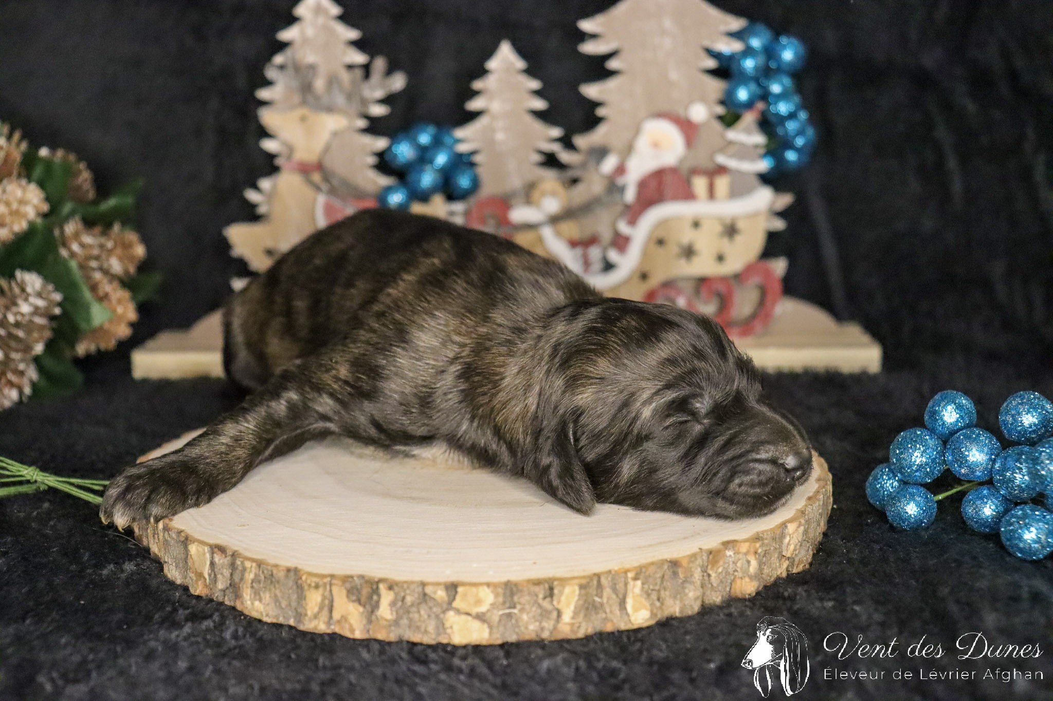 Bebe levrier afghan male dark brindle 2021 12 04 4 