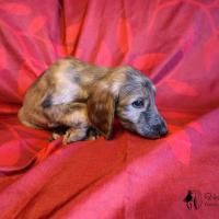 Chiot levrier afghan fonce bringe