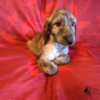 Chiot levrier afghan fonce bringe