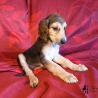 Chiot levrier afghan fonce domino