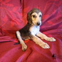 Chiot levrier afghan fonce domino