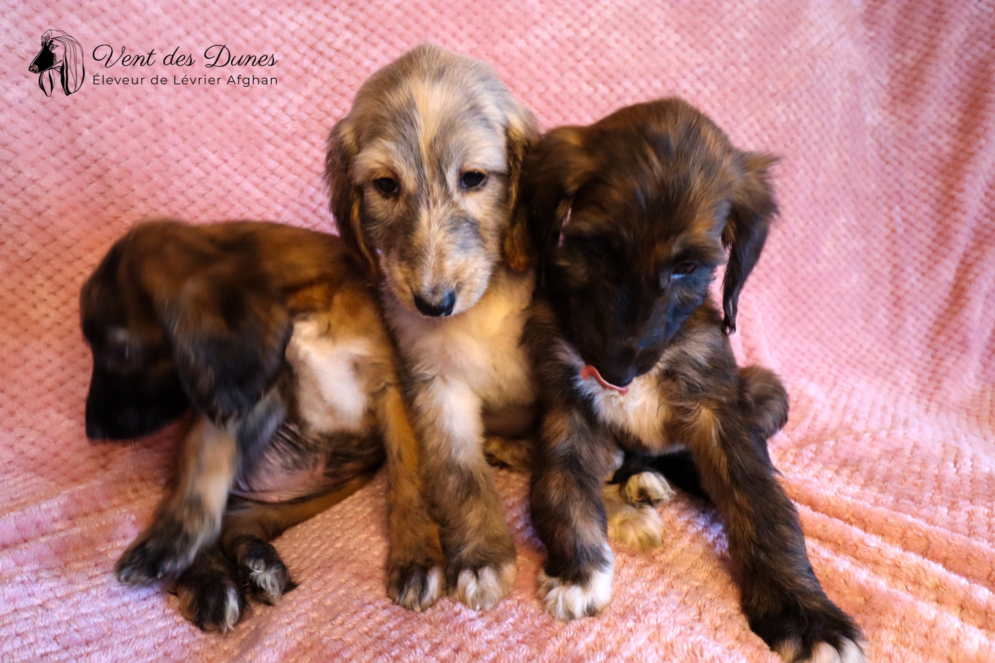 Chiots levrier afghan