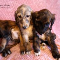 Chiots levrier afghan