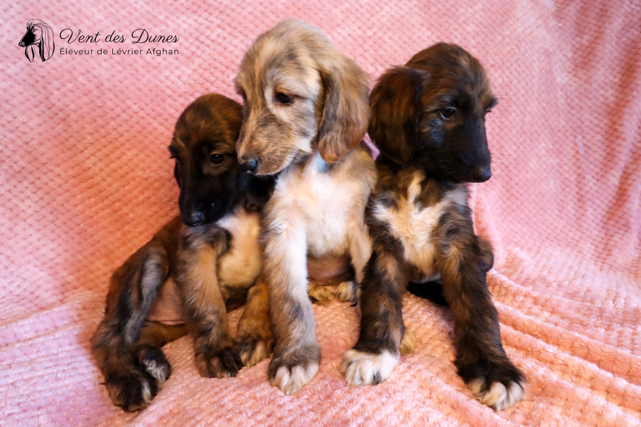 Chiots levrier afghan