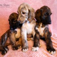 Chiots levrier afghan