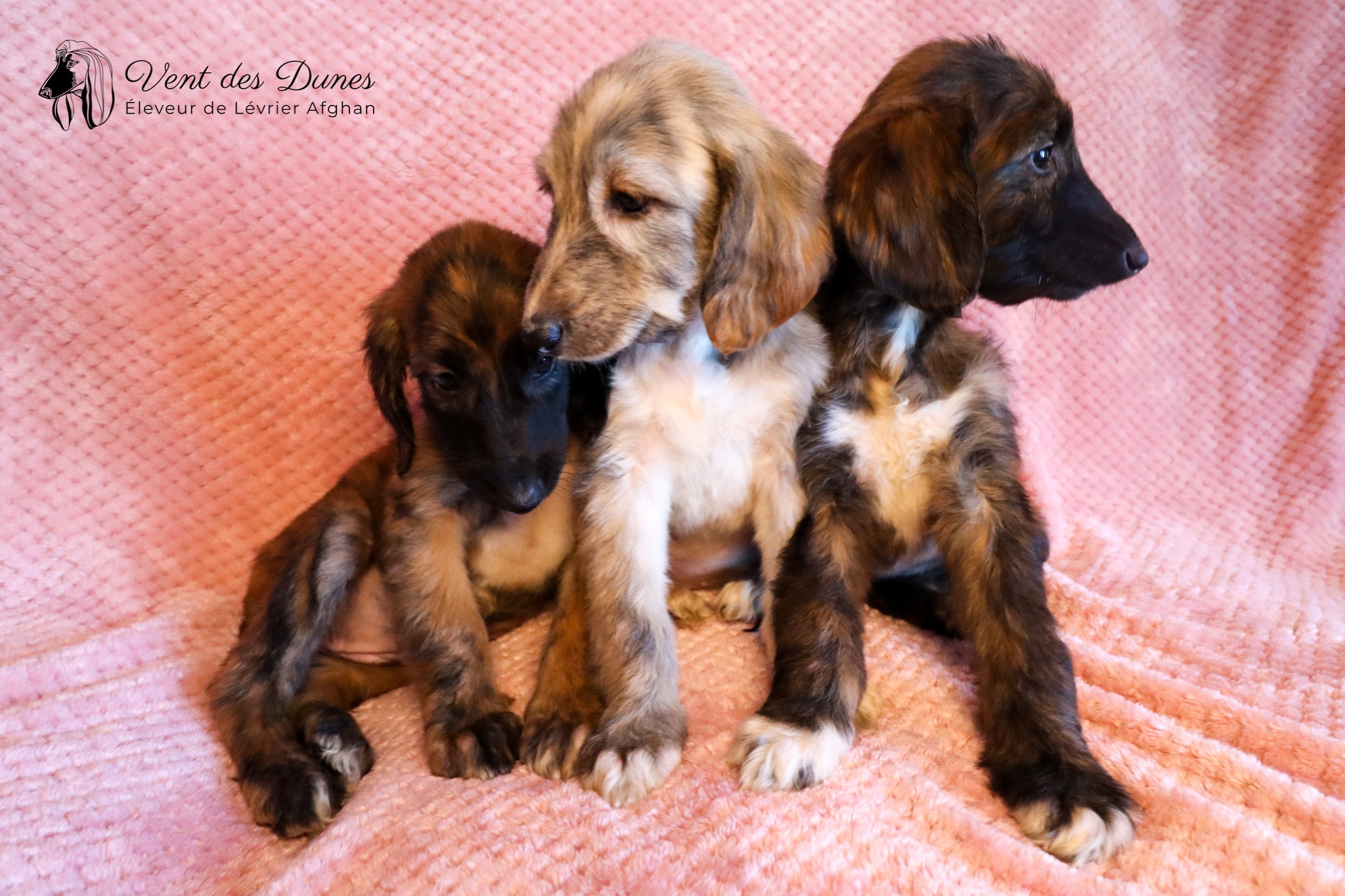 Chiots levrier afghan