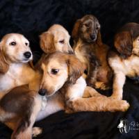 Chiots levrier afghan