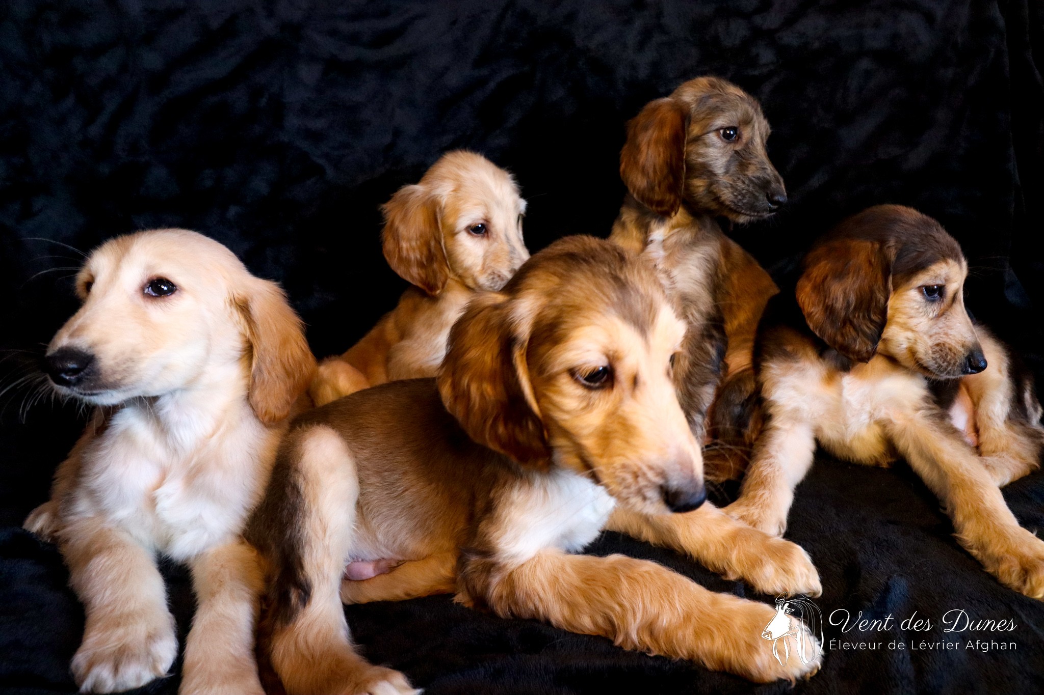 Chiots levrier afghan