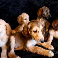 Chiots levrier afghan