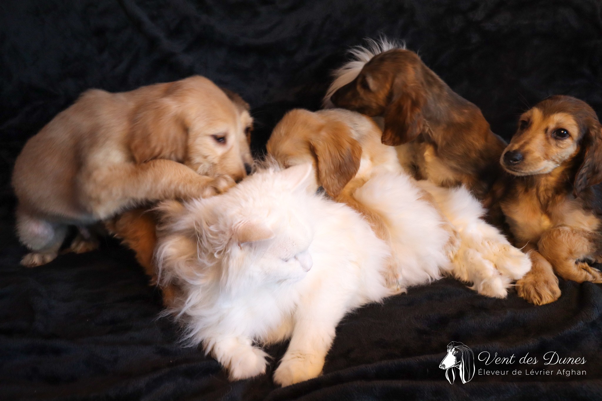 Chiots levrier afghan avec siberien