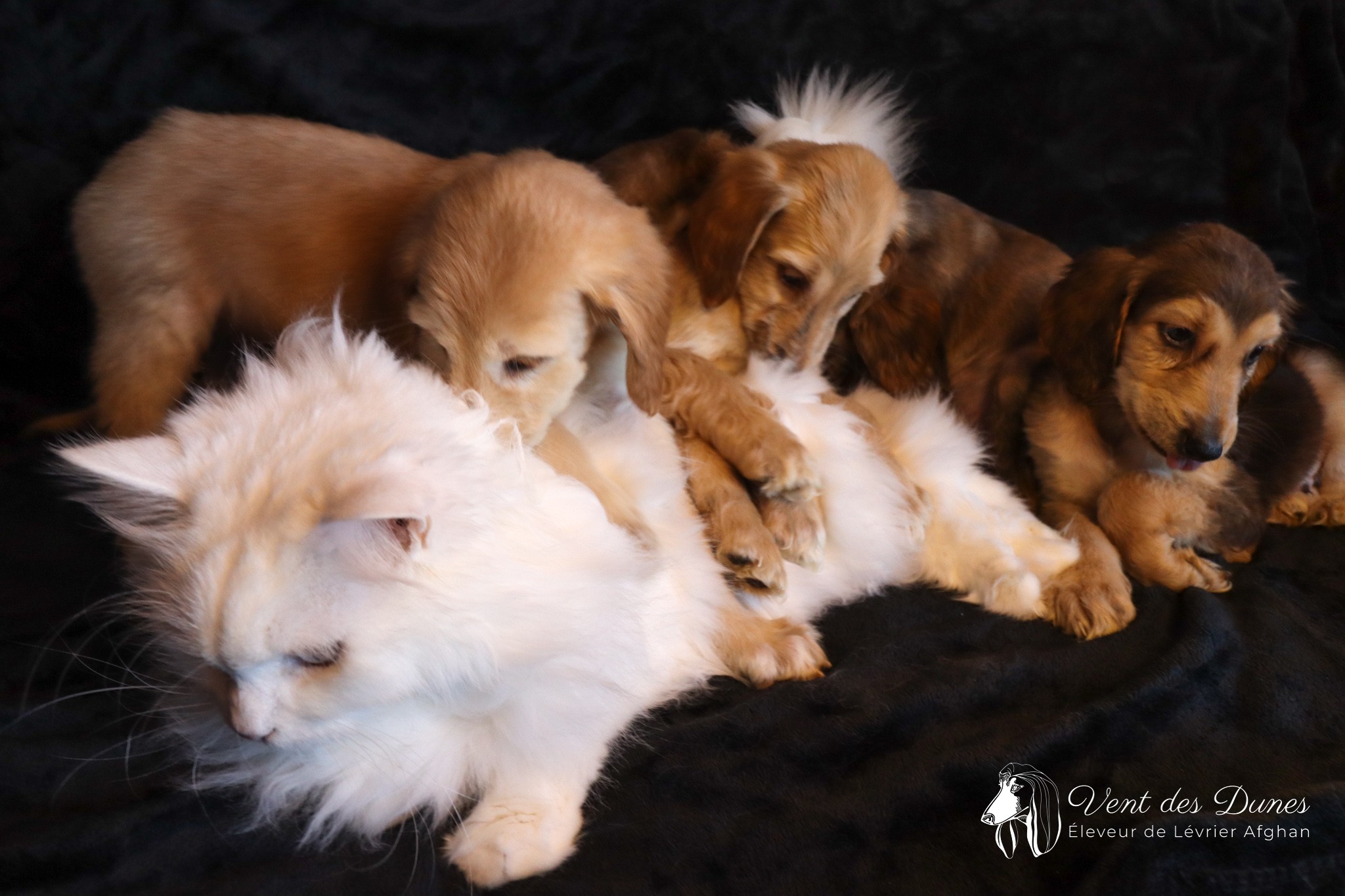 Chiots levrier afghan avec siberien