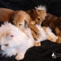 Chiots levrier afghan avec siberien