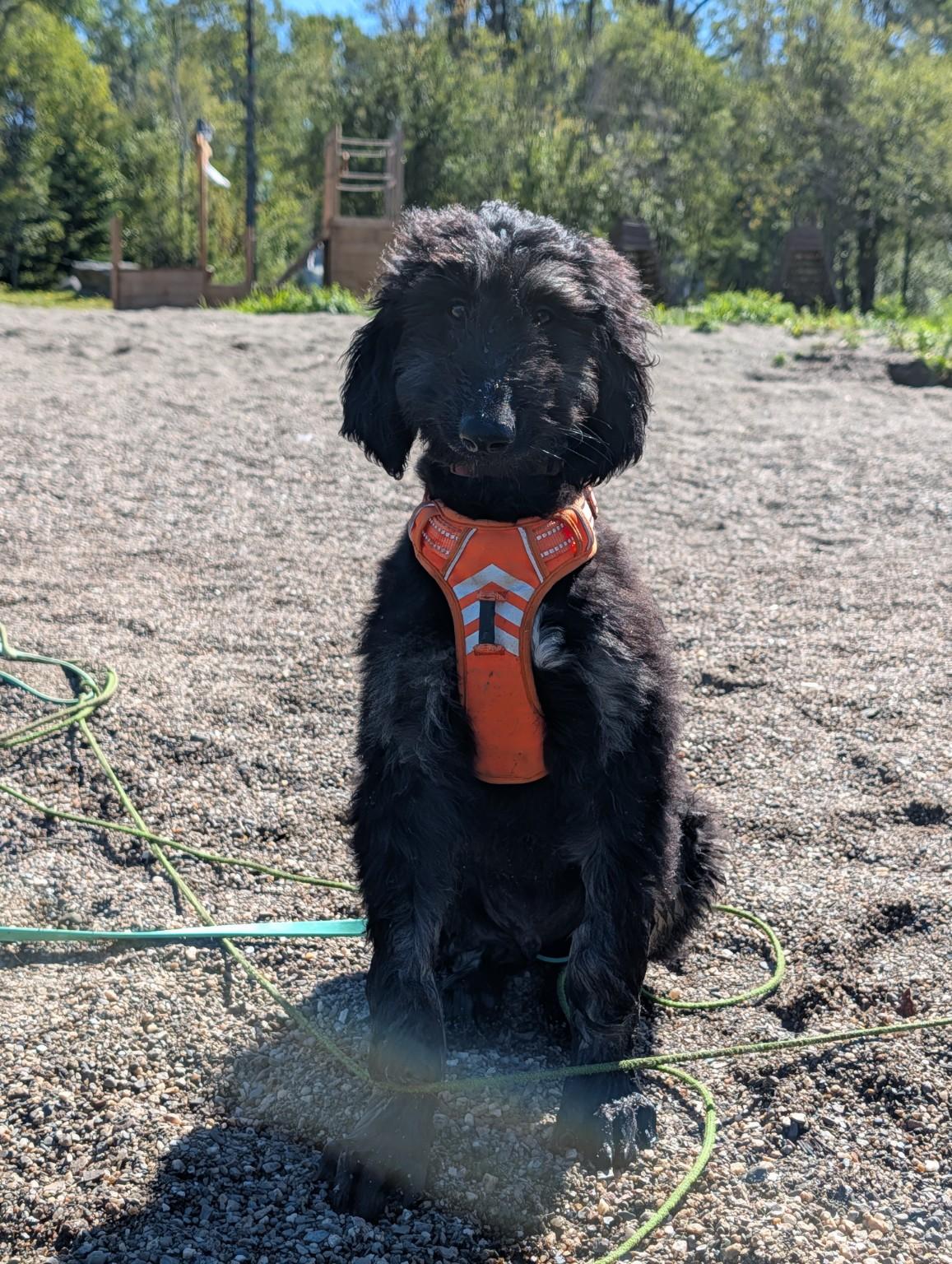 Néo, chiot Lévrier Afghan, assis avec son harnais orange