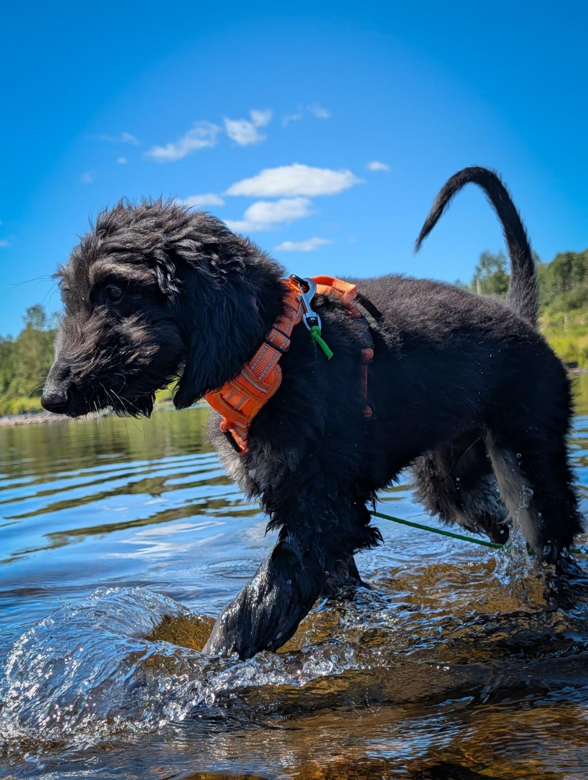 Néo, chiot Lévrier Afghan, marchant dans l’eau