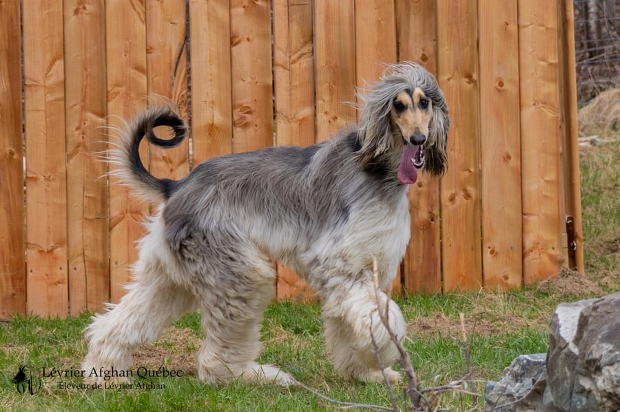 Loki, mâle Lévrier Afghan adulte