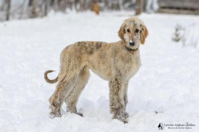 Chiot levrier afghan 82