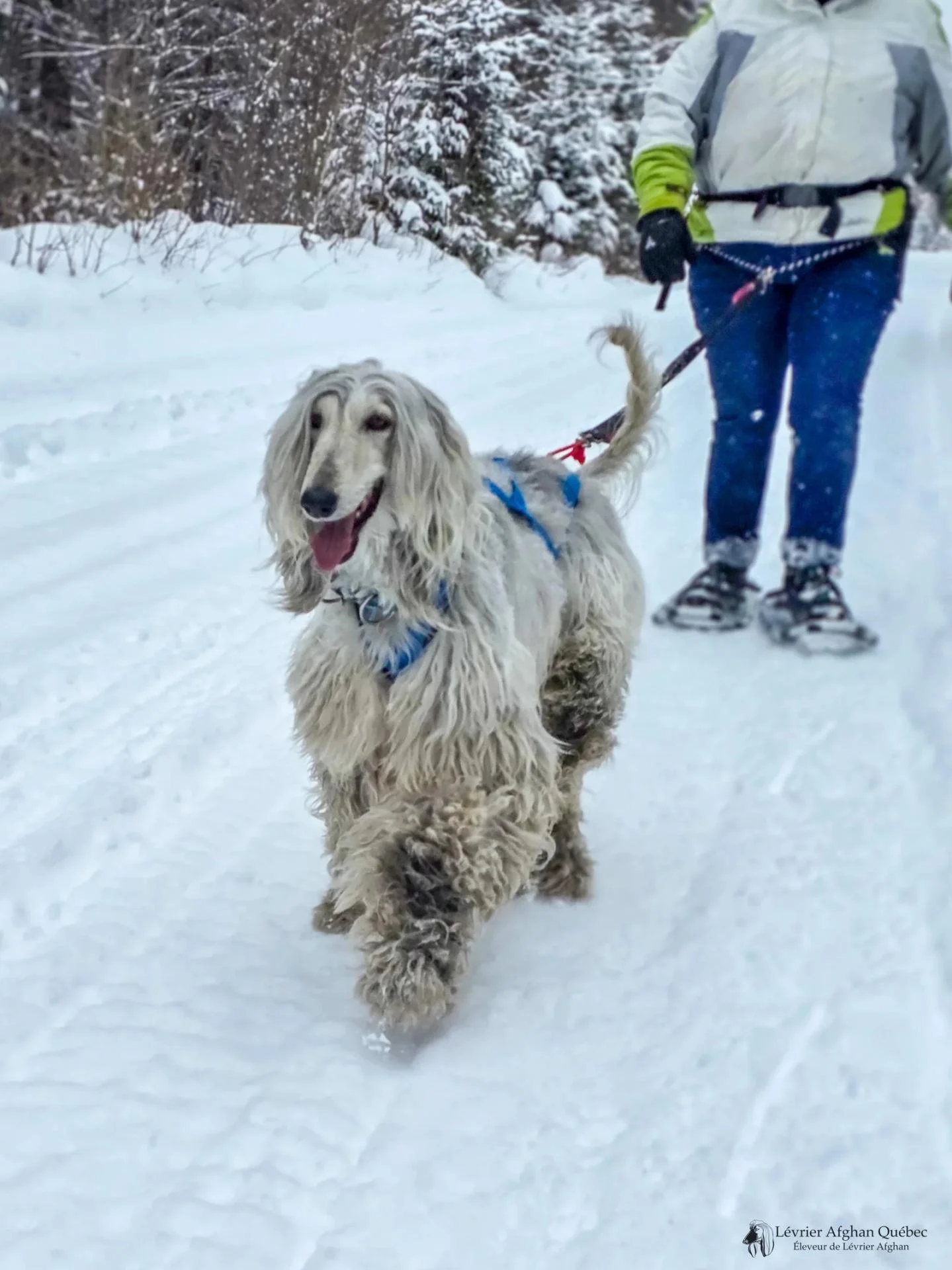 Cruella marchant dans la neige avec une personne en raquettes