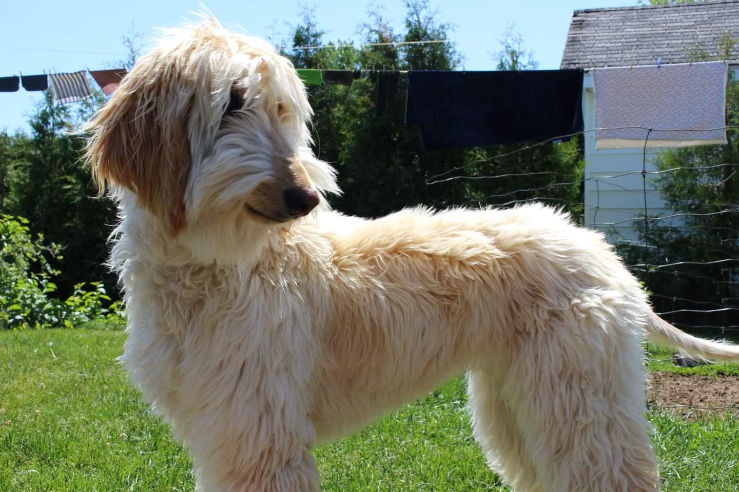 Bayla
