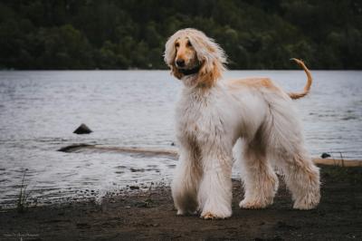 Bayla