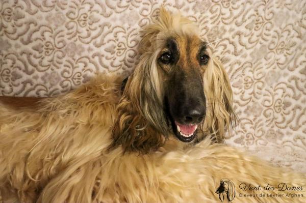 Soraya Afghan Hound