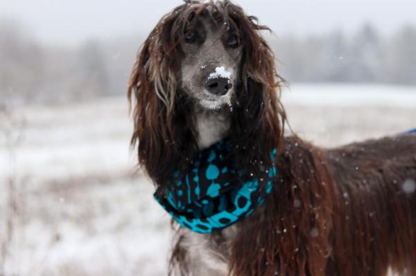 Utopia Afghan Hound